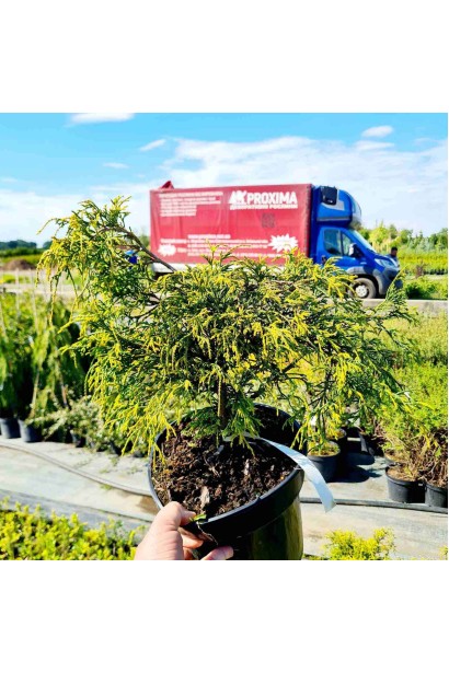 Кипарисовик горохоплідний Санголд - 5л/вис.15-25см/Ø30-40см